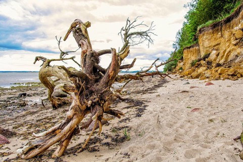 Dead tree on the beach of Poel island