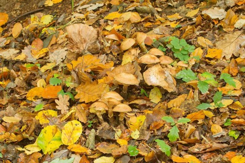Yellow Honey Fungus (Armillaria mellea)