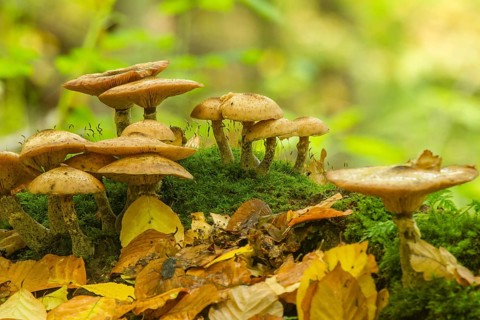 Yellow Honey Fungus (Armillaria mellea)