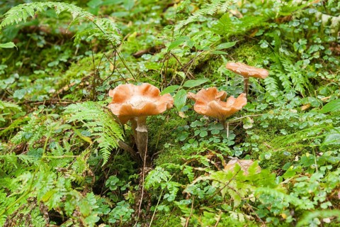Autumn Skullcap or Deadly Galerina (Galerina marginata)