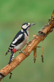 Great Spotted Woodpecker (Dendrocopos major)