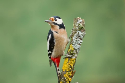Great Spotted Woodpecker (Dendrocopos major)