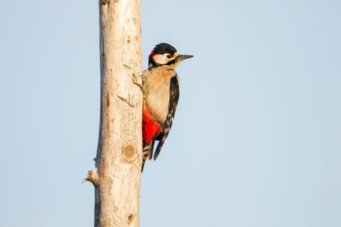 Great Spotted Woodpecker (Dendrocopos major)