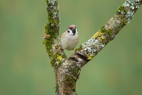 Eurasian Tree Sparrow (Passer montanus)