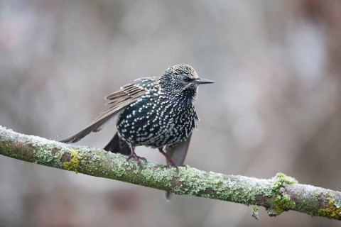 Common Starling (Sturnus vulgaris)