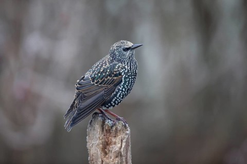 Common Starling (Sturnus vulgaris)