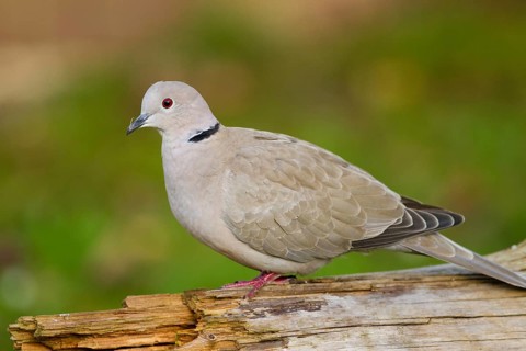 Eurasian Collared Dove (Streptopelia decaocto)