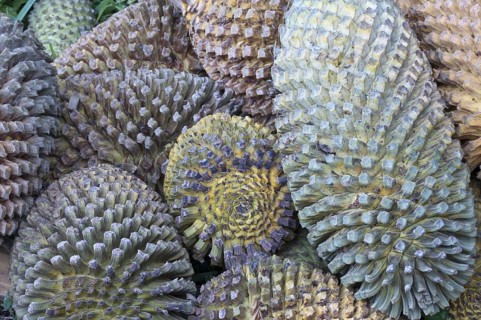 Thunberg's Cycad (Encephalartos longifolius)