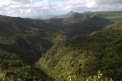 View of forested hillside habitat