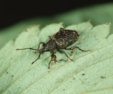 Vine Weevil (Otiorhynchus sulcatus) on Strawberry (Fragaria x ananassa) leaf