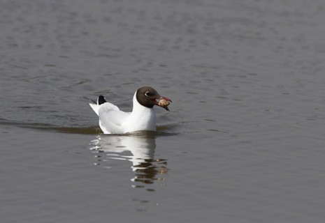 Black-headed Gull (Chroicocephalus ridibundus) carrying a regurgitated pellet
