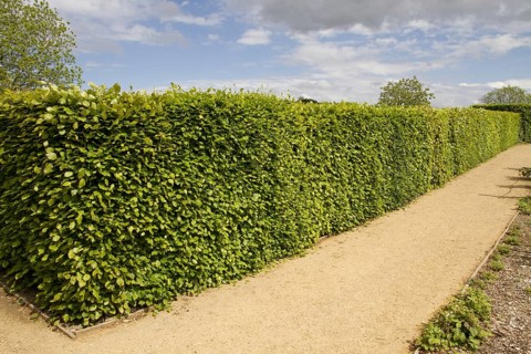 Beech (Fagus sylvatica) hedge in spring