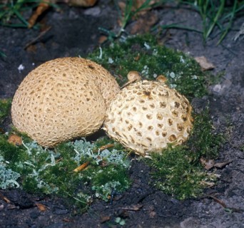 Common earthball