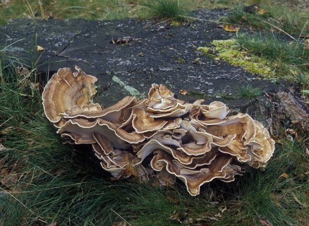 Giant Polypore fungus (Grifola gigantea)