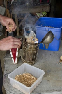 Preparing the smoker used to pacify the honey bees