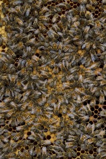 Worker bees tending larva and honey and nectar cells in the brood frame part of the hive