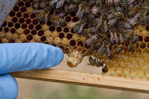 Finger pointing out a new honey bee queen cell on the brood frame