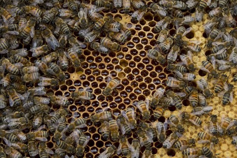 Worker bees tending drone and honey and nectar cells in the brood frame part of the hive