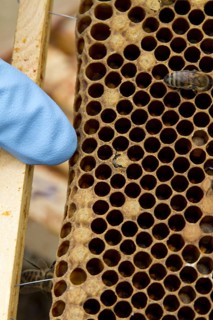 Finger pointing out a newly emerging worker honey bee on the brood frame