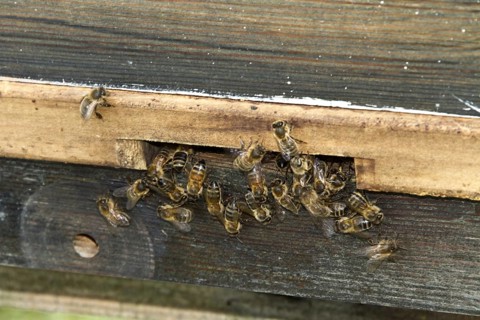 Western Honey Bees (Apis mellifera) using entrance to hive
