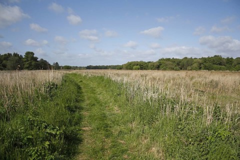 Path through reedbed in river valley fen habitat