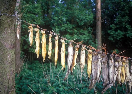 Dead animals