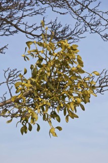 Mistletoe (Viscum album) growing on tree