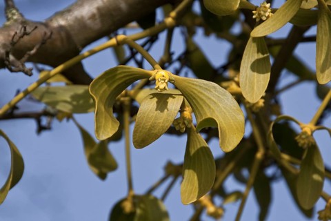 Mistletoe (Viscum album) growing on tree