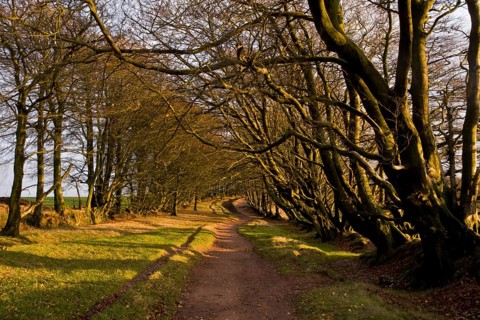 Common Beech (Fagus sylvatica)