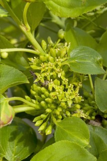 Common Buckthorn (Rhamnus catharticus)
