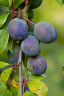 Damson (Prunus domestica var. insititia)