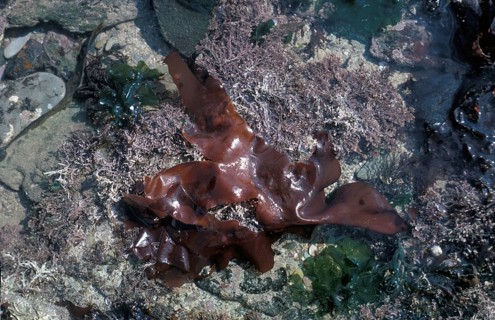 Schizymenia dubyi on rock with Corallina officinalis seaweed and Sea lettuce (Ulva lactuca)