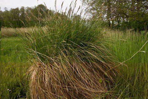 Greater Tussock Sedge (Carex paniculata)