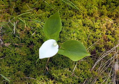 Bog Arum (Calla palustris)
