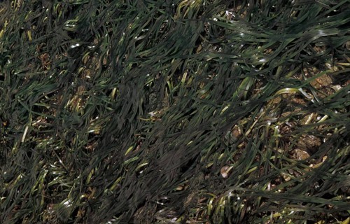 EelGrass (Zostera marina)