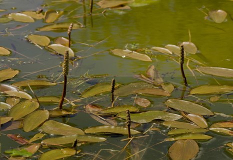 Broad-leaved Pondweed (Potamogeton natans)