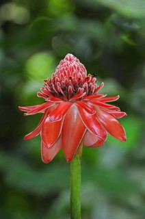Torch Ginger (Etlingera elatior)