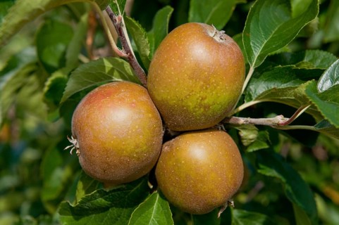 Cultivated Apple (Malus domestica)