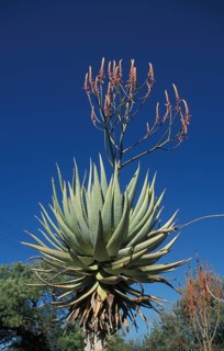 Aloe (Aloe littoralis)