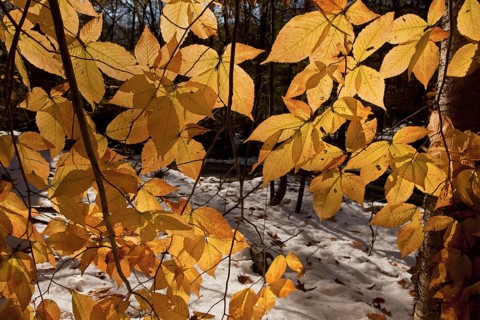 American Beech (Fagus grandifolia)
