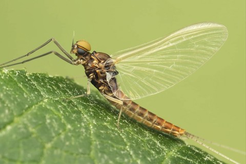 Mayfly (Ephemeroptera sp.)