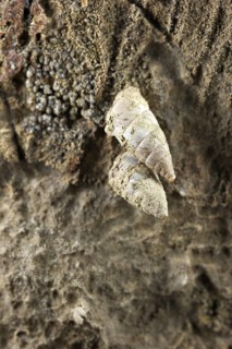 Toffolettia striolata