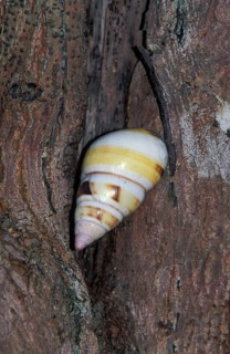 Liguus Tree Snail (Liguus fasciatus)
