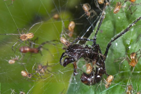 Social Spider (Anelosimus sp.)