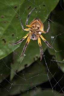 Orb-weaver Spider (Araneidae sp.)