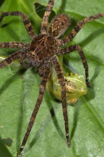 Wandering Spider (Ctenidae sp.)
