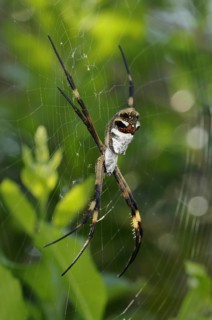 Silver Argiope (Argiope argentata)