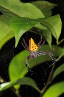 Golden-spotted Orb-weaver (Eriophora nephiloides)