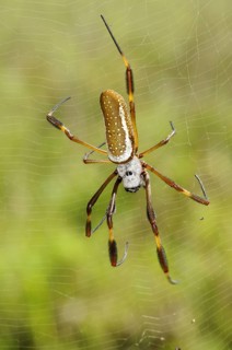 Golden Silk Spider (Nephila clavipes)