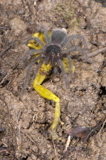Peruvian Tarantula (Pamphobeteus sp.)